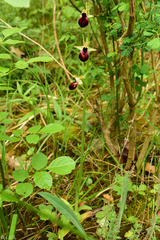 Ophrys helenae