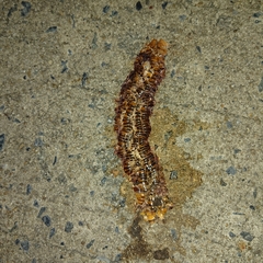 Thyropygus allevatus