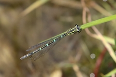 Coenagrion scitulum