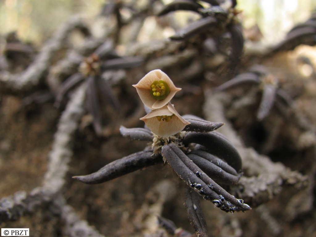 Euphorbia cylindrifolia
