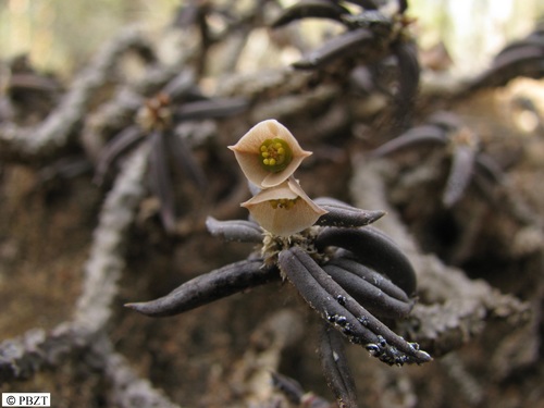 Euphorbia cylindrifolia var. cylindrifolia image