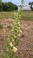 Digitalis grandiflora