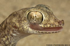 Gulf Sand Gecko photo 2