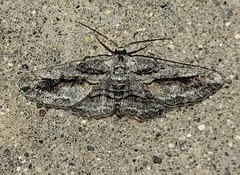 Stenoporpia