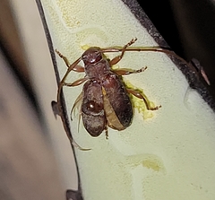Valenus inornatus