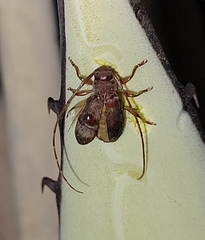 Valenus inornatus