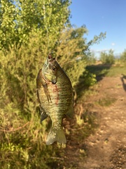 Lepomis macrochirus