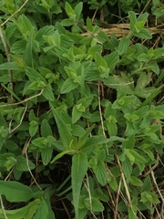 Scutellaria supina