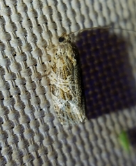 Phaecasiophora confixana