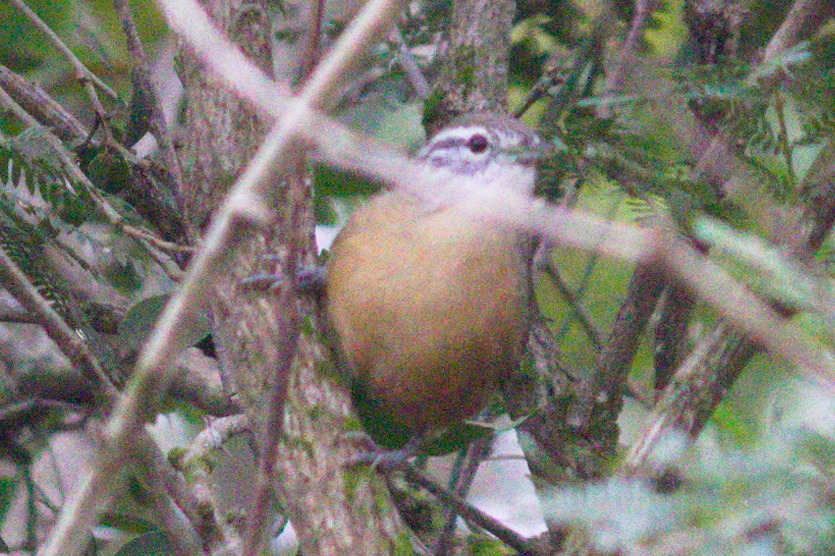 Fawn-breasted Wren (Cantorchilus guarayanus), photo 4