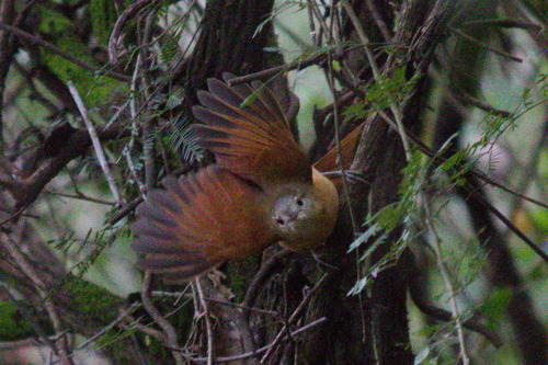 White-lored Spinetail (Synallaxis albilora), photo 3