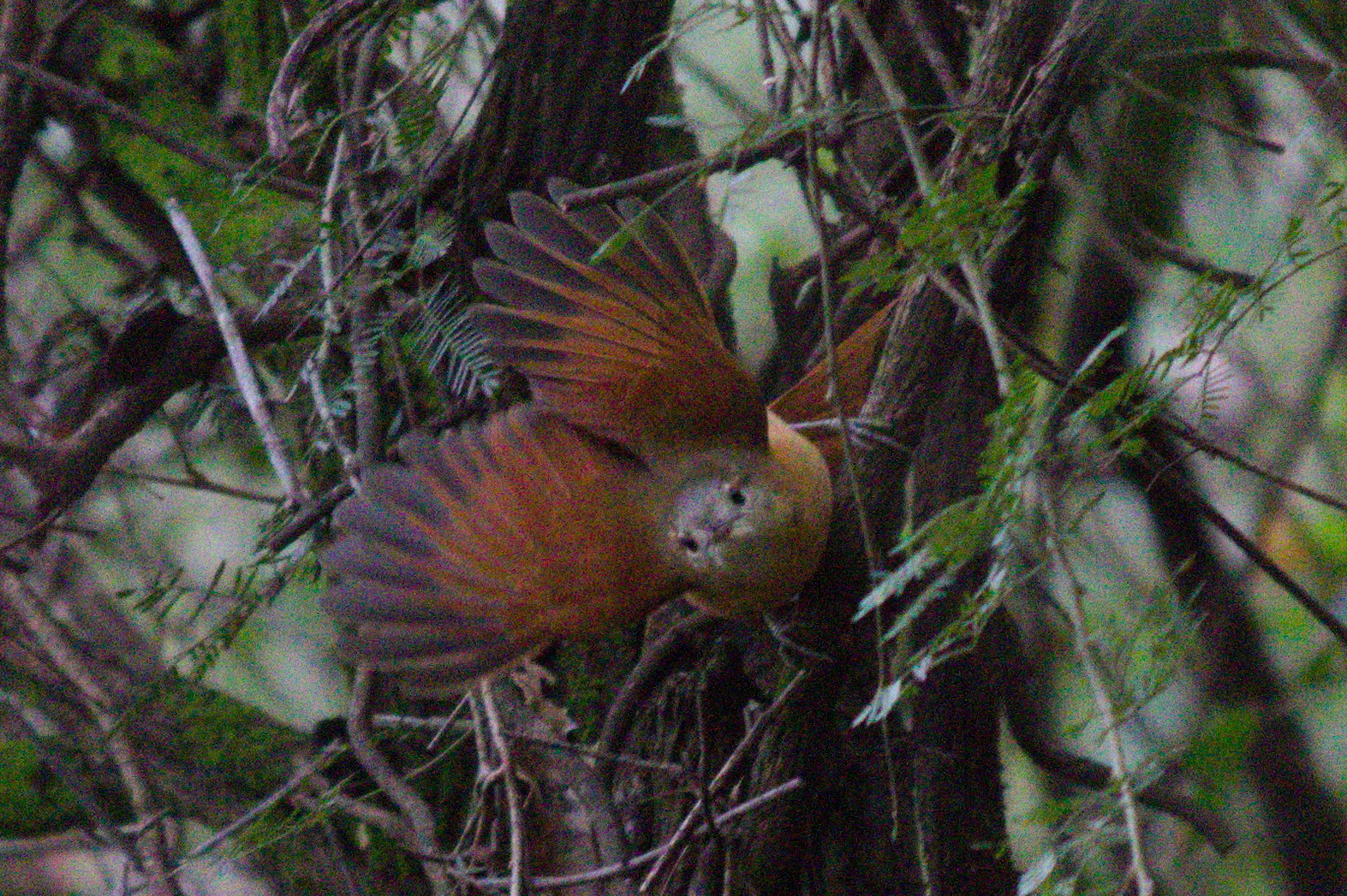 White-lored Spinetail (Synallaxis albilora), photo 5