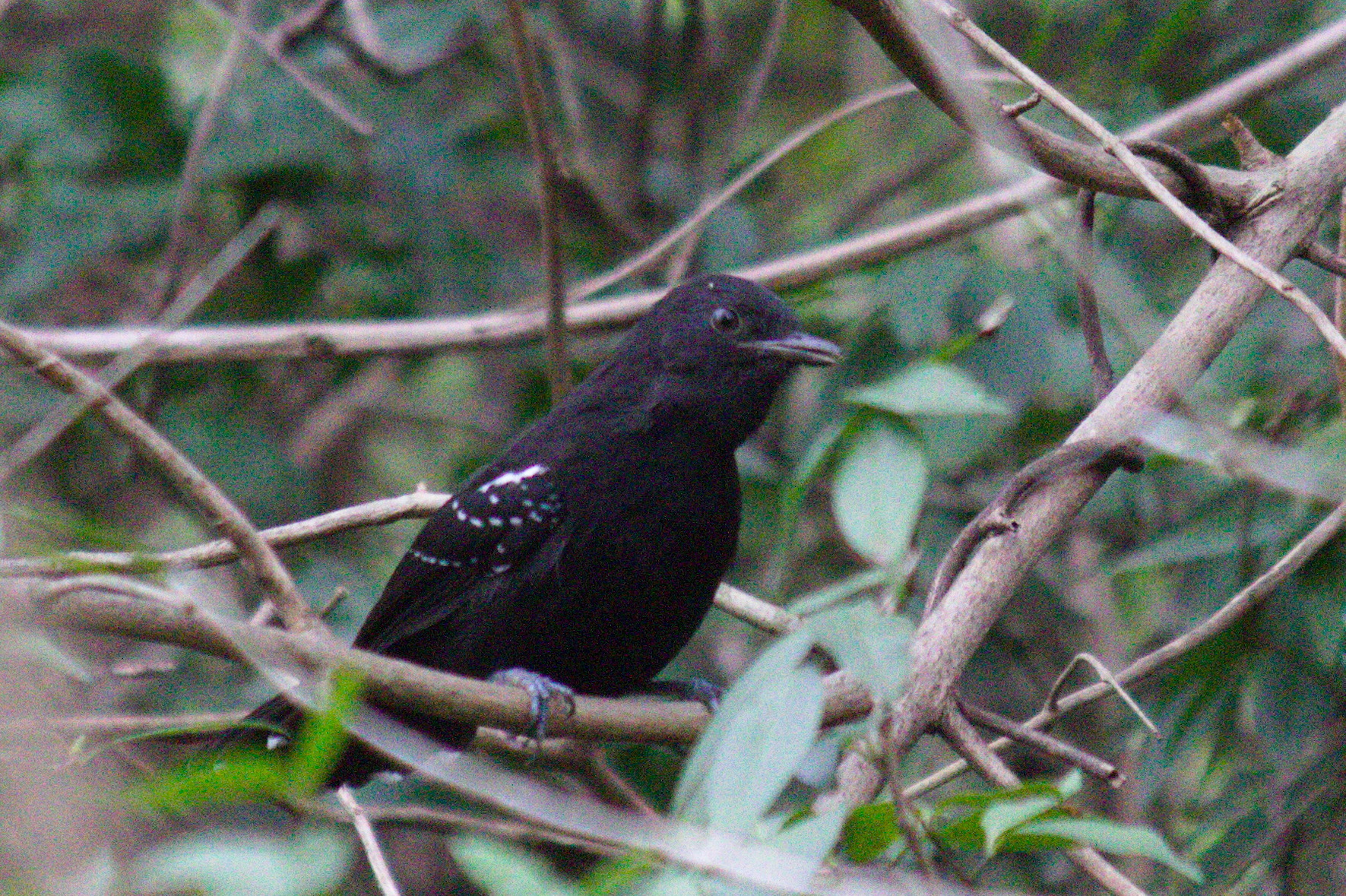 Mato Grosso Antbird (Cercomacra melanaria), photo 6