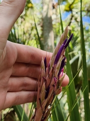 Tillandsia × floridana