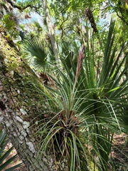Tillandsia × floridana