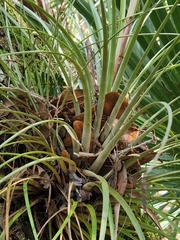 Tillandsia × floridana