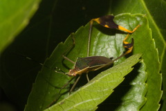 Anisoscelis foliaceus