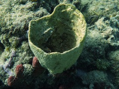 Ircinia campana