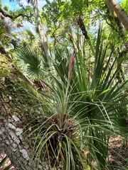 Tillandsia × floridana