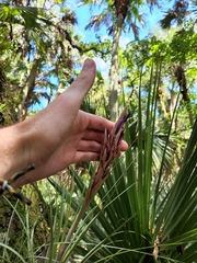 Tillandsia × floridana