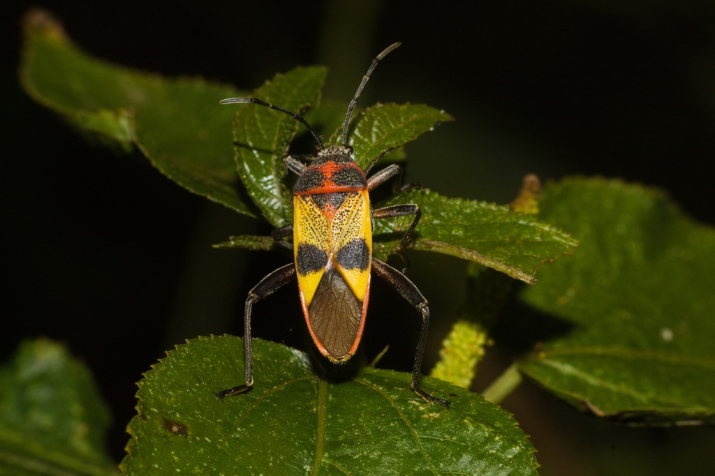 Largus ceblini