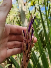 Tillandsia × floridana