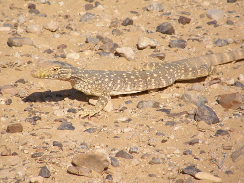 Grey Monitor photographed in Syria