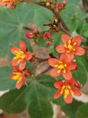 Jatropha mollissima