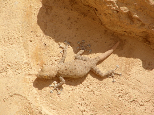 Sinai Fan-fingered Gecko