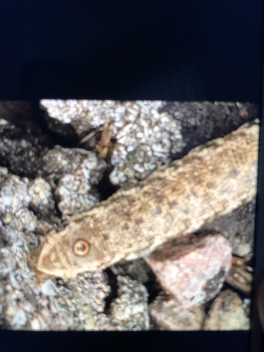 Proserpinus proserpina