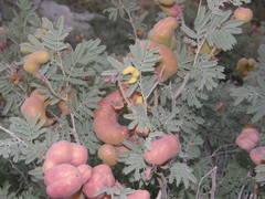 Prosopis farcta