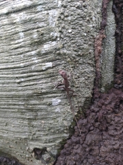 Basiliscus basiliscus