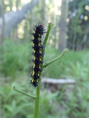 Gnophaela latipennis