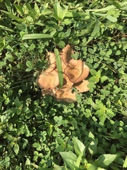 Fungi