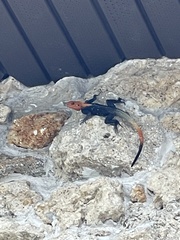 Agama picticauda