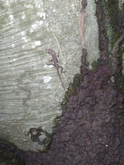 Basiliscus basiliscus