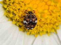 Anthrenus angustefasciatus