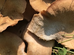 Fungi