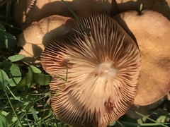 Fungi