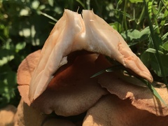 Fungi