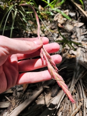 Tillandsia simulata