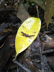 Lepidoblepharis sanctaemartae