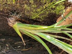 Tillandsia simulata