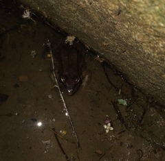 Leptodactylus insularum