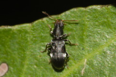 Notoxinae