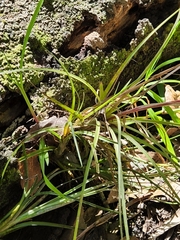 Tillandsia simulata