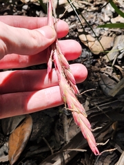 Tillandsia simulata
