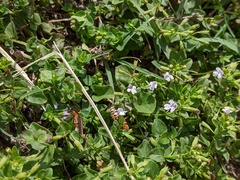 Clinopodium brownei