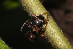 Tessarecphora arachnoides