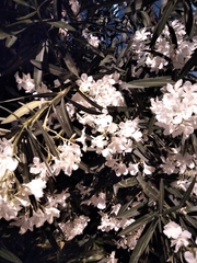 Nerium oleander